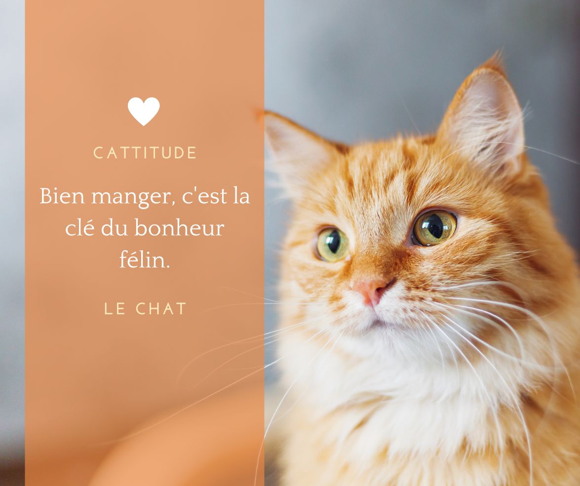 Pourquoi est-il important d’avoir une gamelle pour chat anti-glouton ?